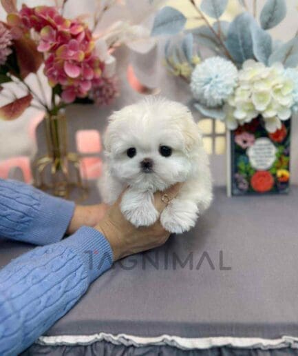 Maltese puppy for sale, dog for sale at Tagnimal