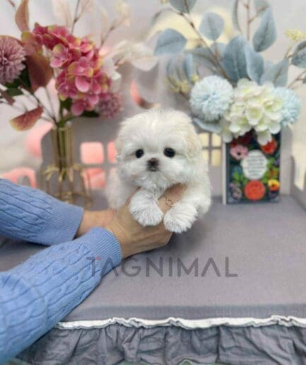 Maltese puppy for sale, dog for sale at Tagnimal