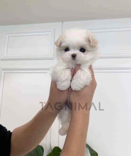 Maltese puppy for sale, dog for sale at Tagnimal