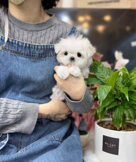 Maltese puppy for sale, dog for sale at Tagnimal