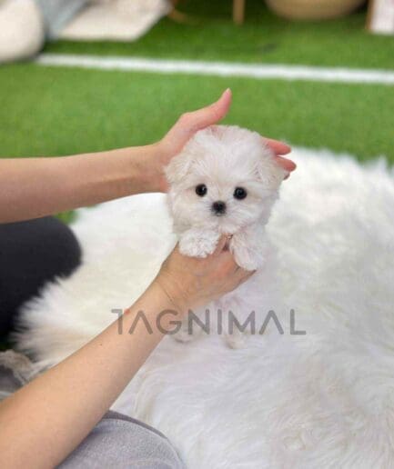 Maltese puppy for sale, dog for sale at Tagnimal