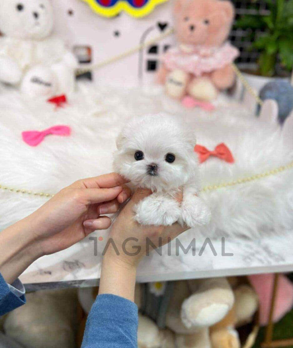 Maltese puppy for sale, dog for sale at Tagnimal