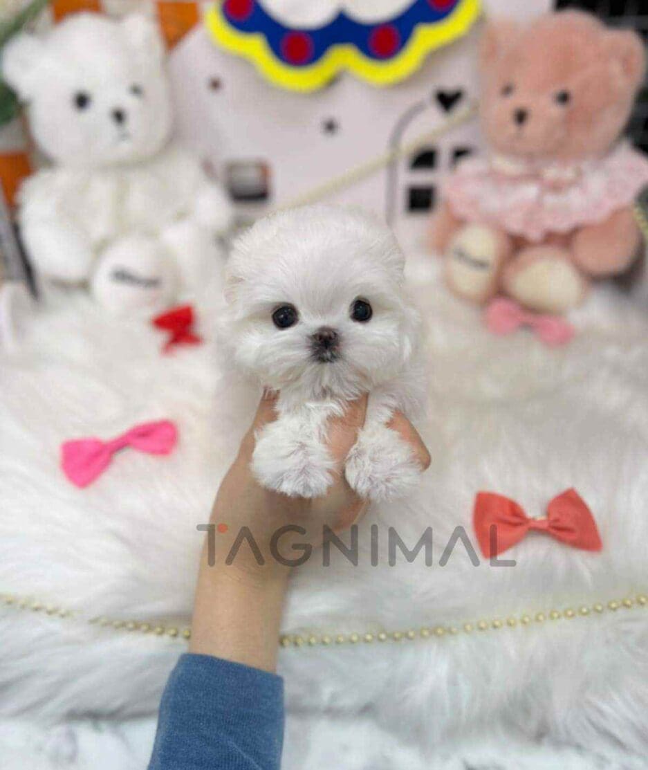 Maltese puppy for sale, dog for sale at Tagnimal