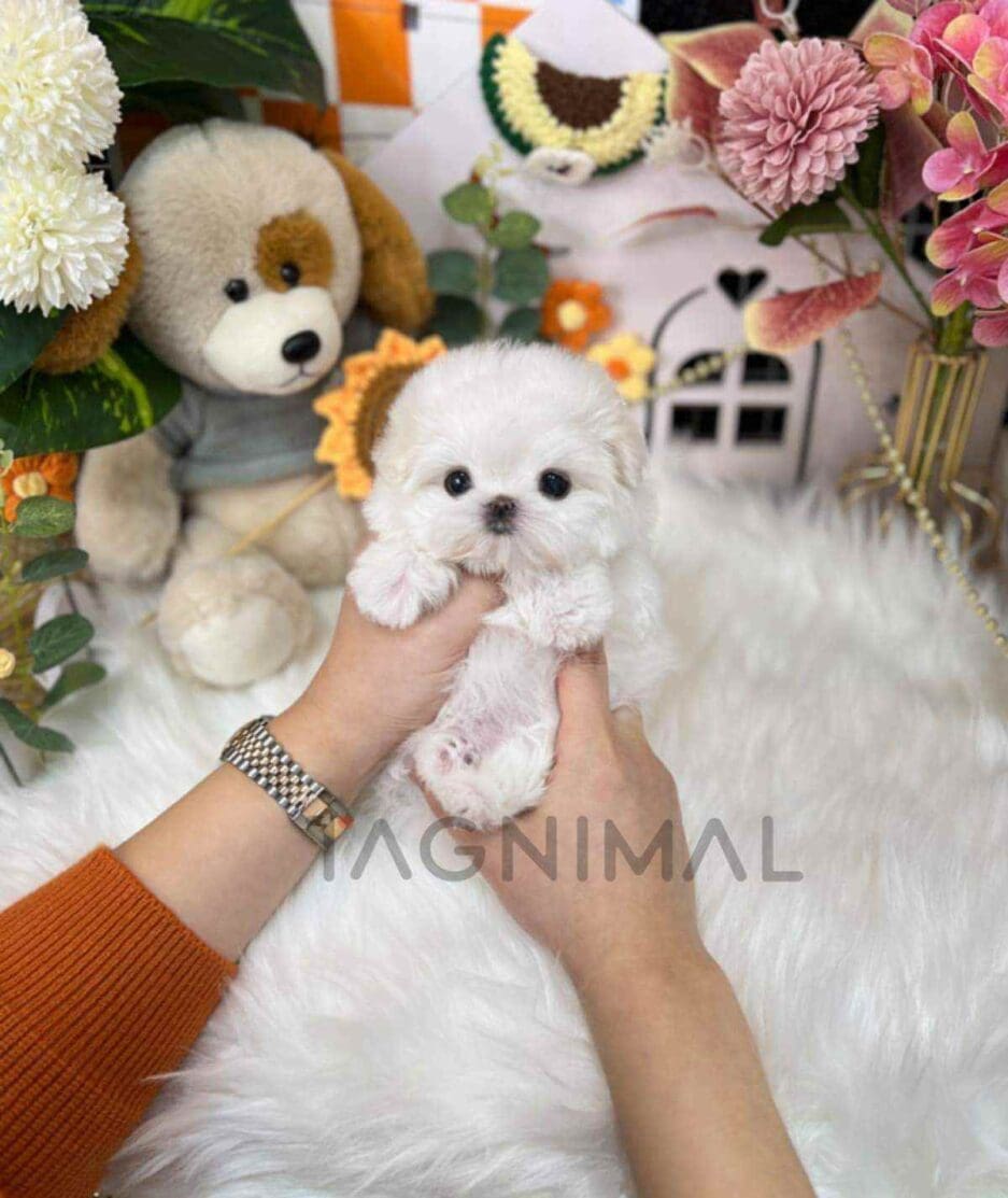 Maltese puppy for sale, dog for sale at Tagnimal