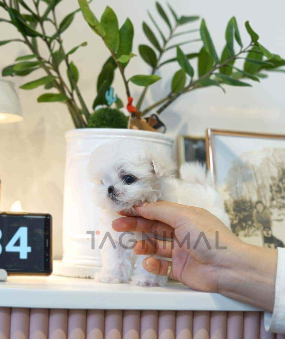 Maltese puppy for sale, dog for sale at Tagnimal