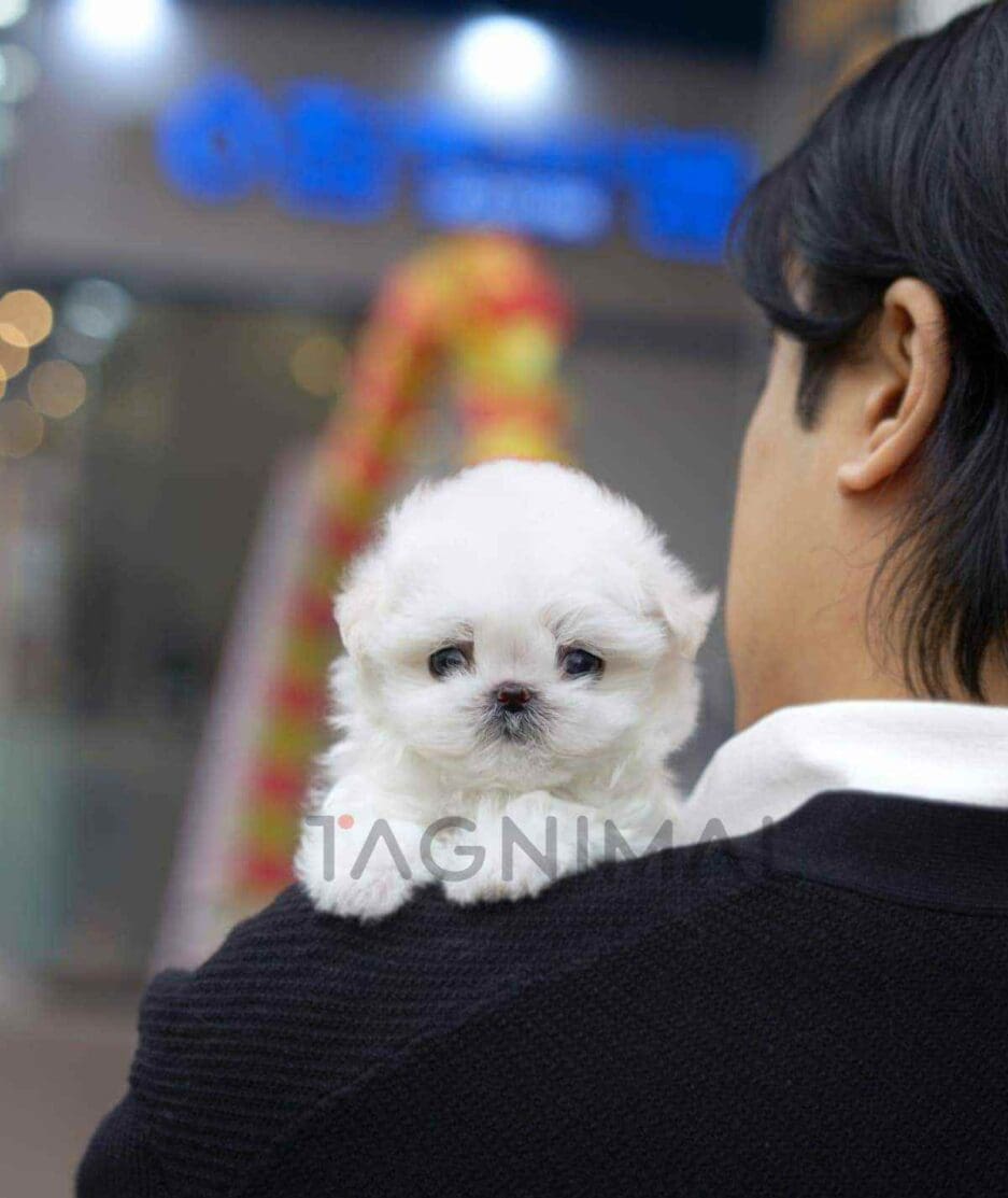 Maltese puppy for sale, dog for sale at Tagnimal