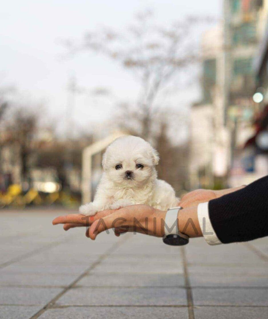 Maltese puppy for sale, dog for sale at Tagnimal