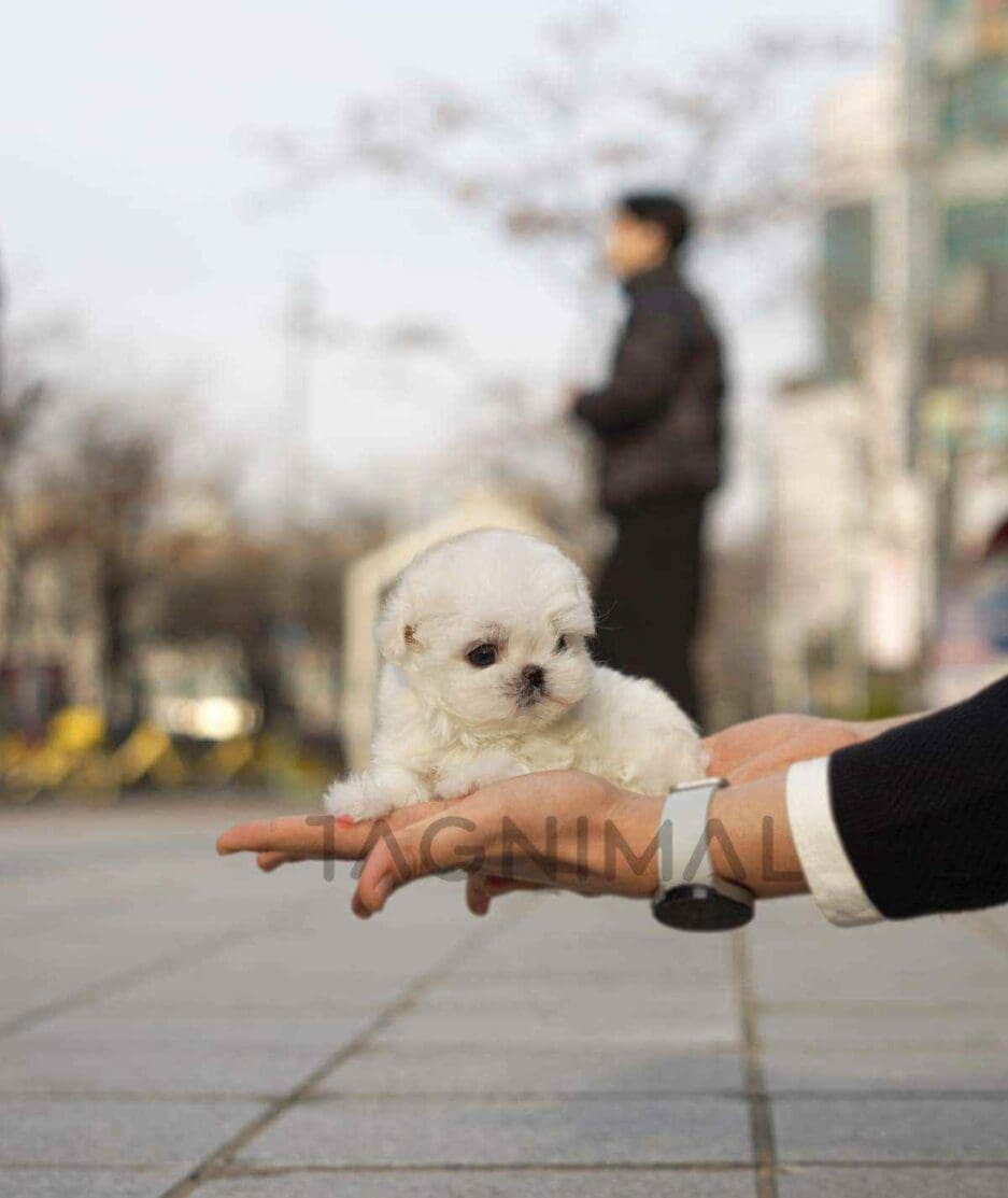 Maltese puppy for sale, dog for sale at Tagnimal