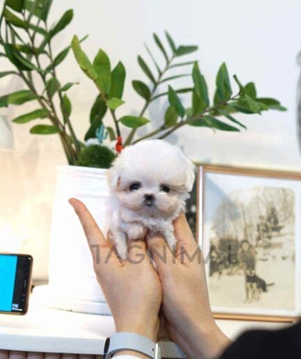 Maltese puppy for sale, dog for sale at Tagnimal