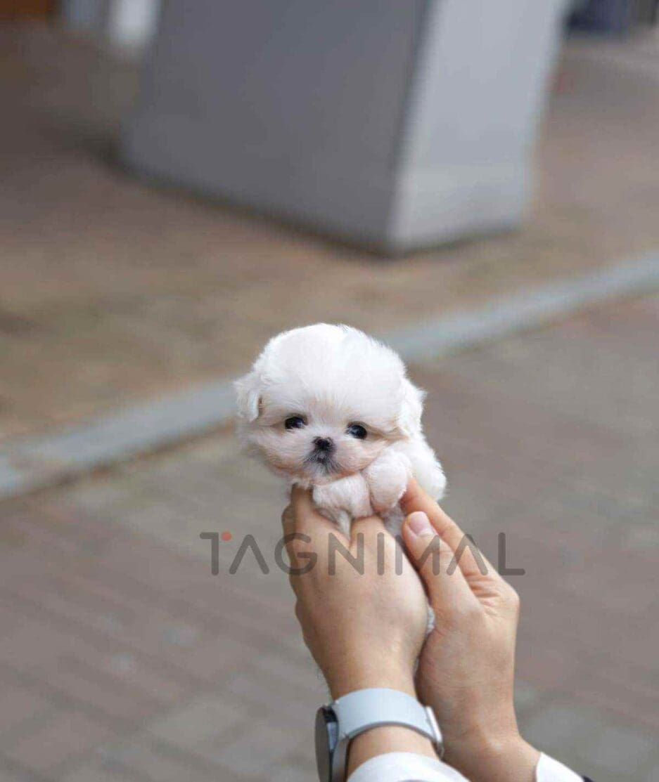 Maltese puppy for sale, dog for sale at Tagnimal