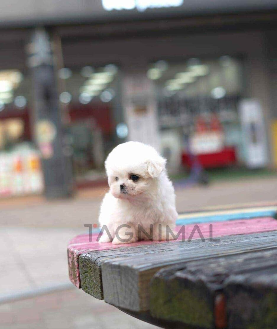 Maltese puppy for sale, dog for sale at Tagnimal