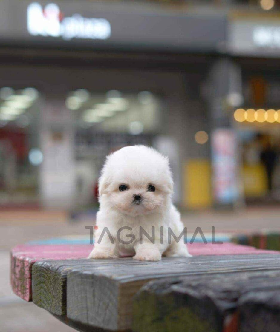 Maltese puppy for sale, dog for sale at Tagnimal