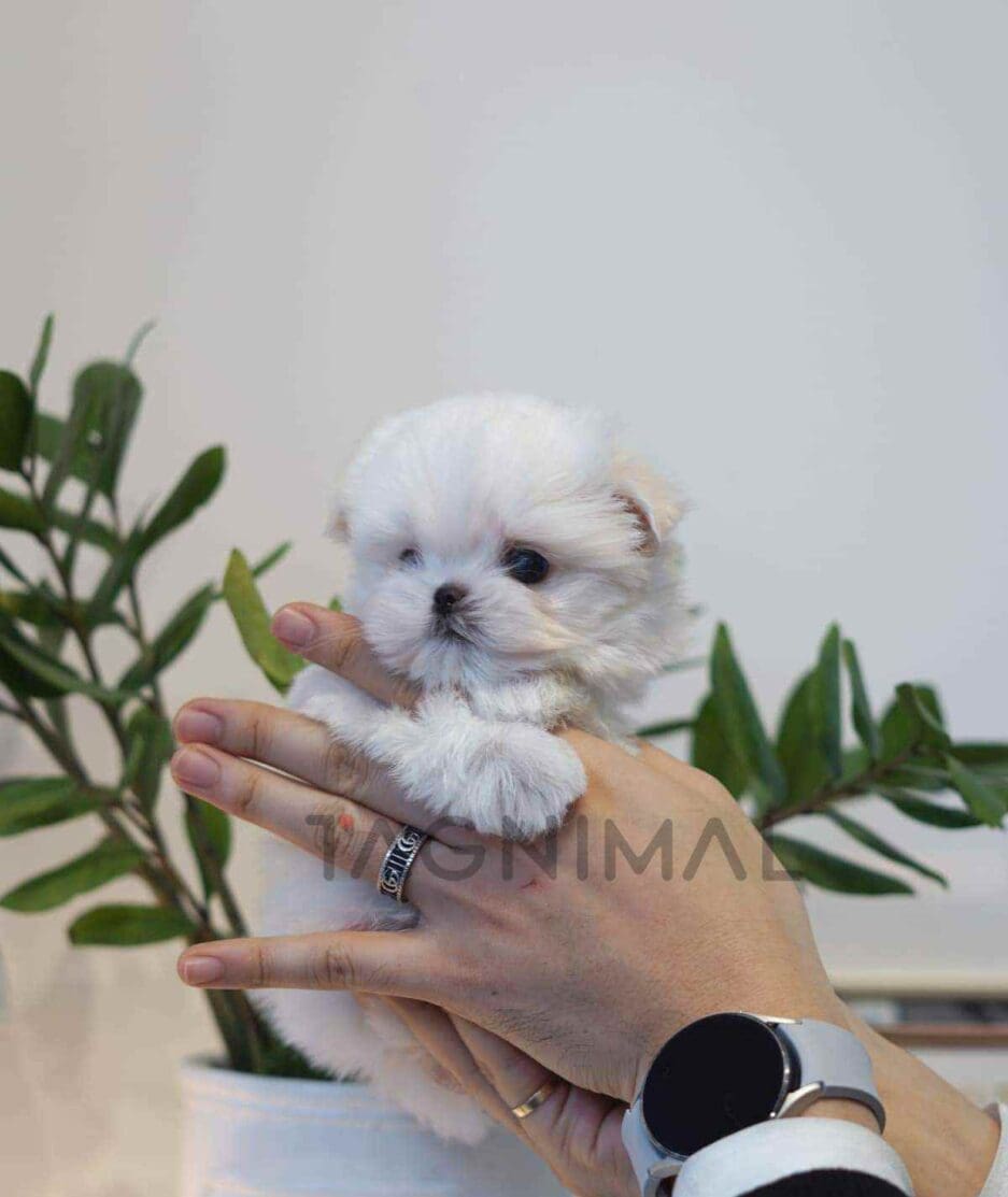 Maltese puppy for sale, dog for sale at Tagnimal