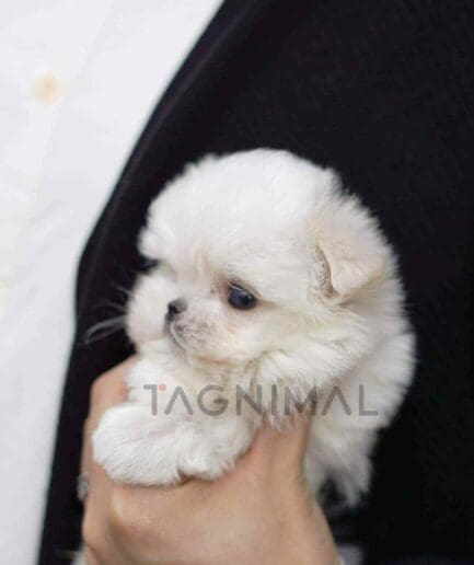 Maltese puppy for sale, dog for sale at Tagnimal