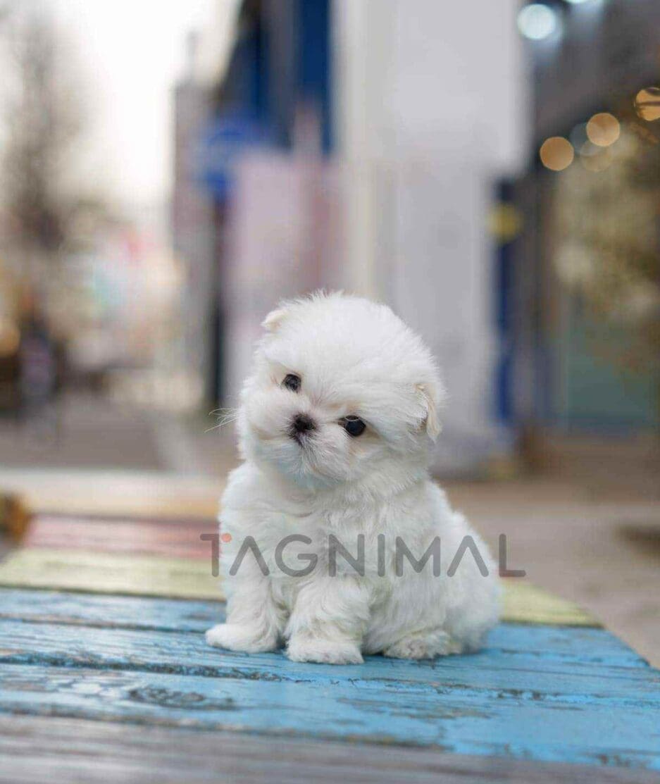 Maltese puppy for sale, dog for sale at Tagnimal