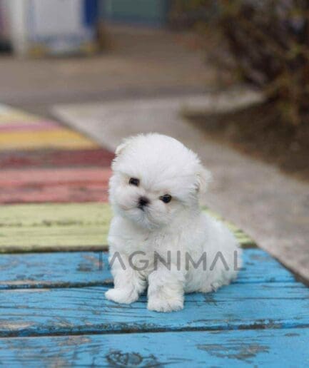 Maltese puppy for sale, dog for sale at Tagnimal