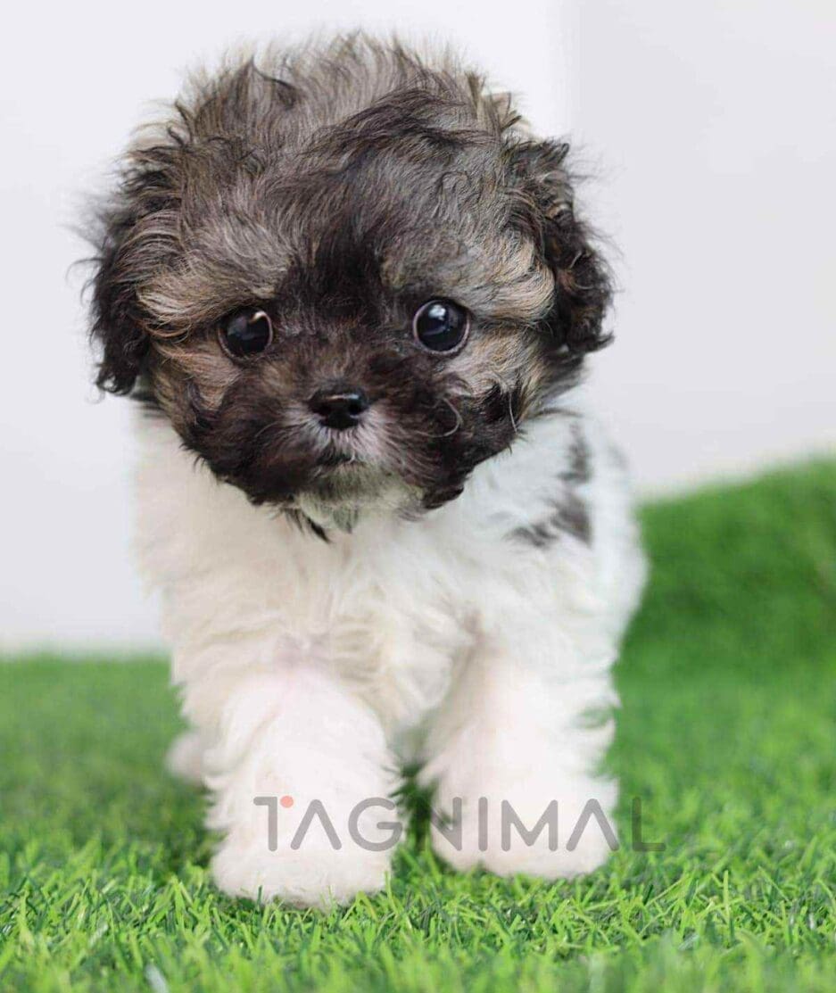 Maltipoo puppy for sale, dog for sale at Tagnimal