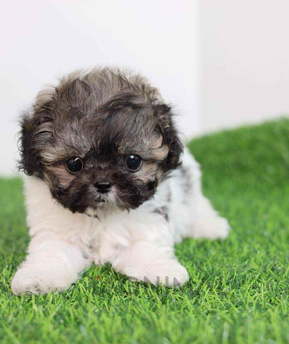 Maltipoo puppy for sale, dog for sale at Tagnimal