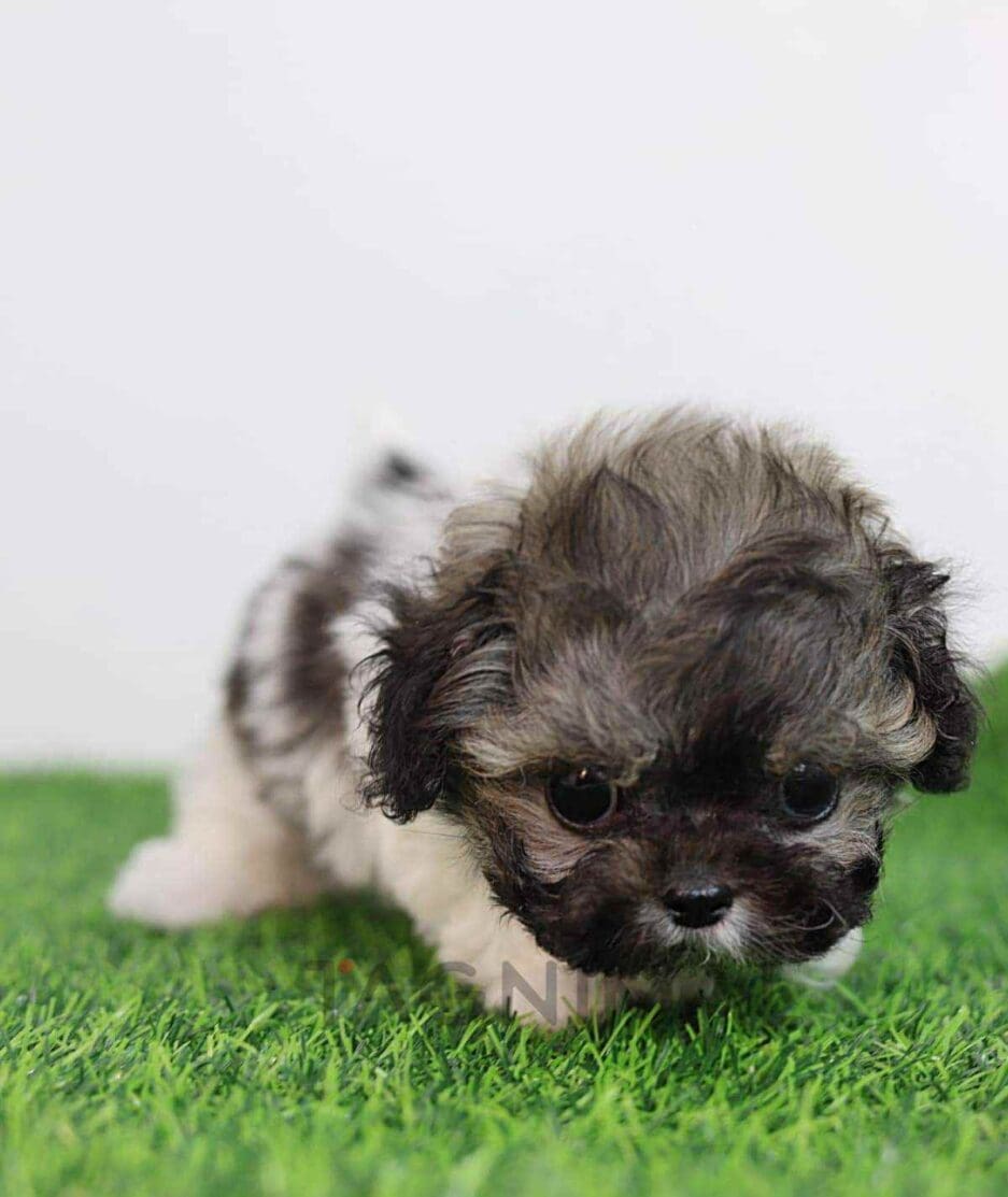 Maltipoo puppy for sale, dog for sale at Tagnimal