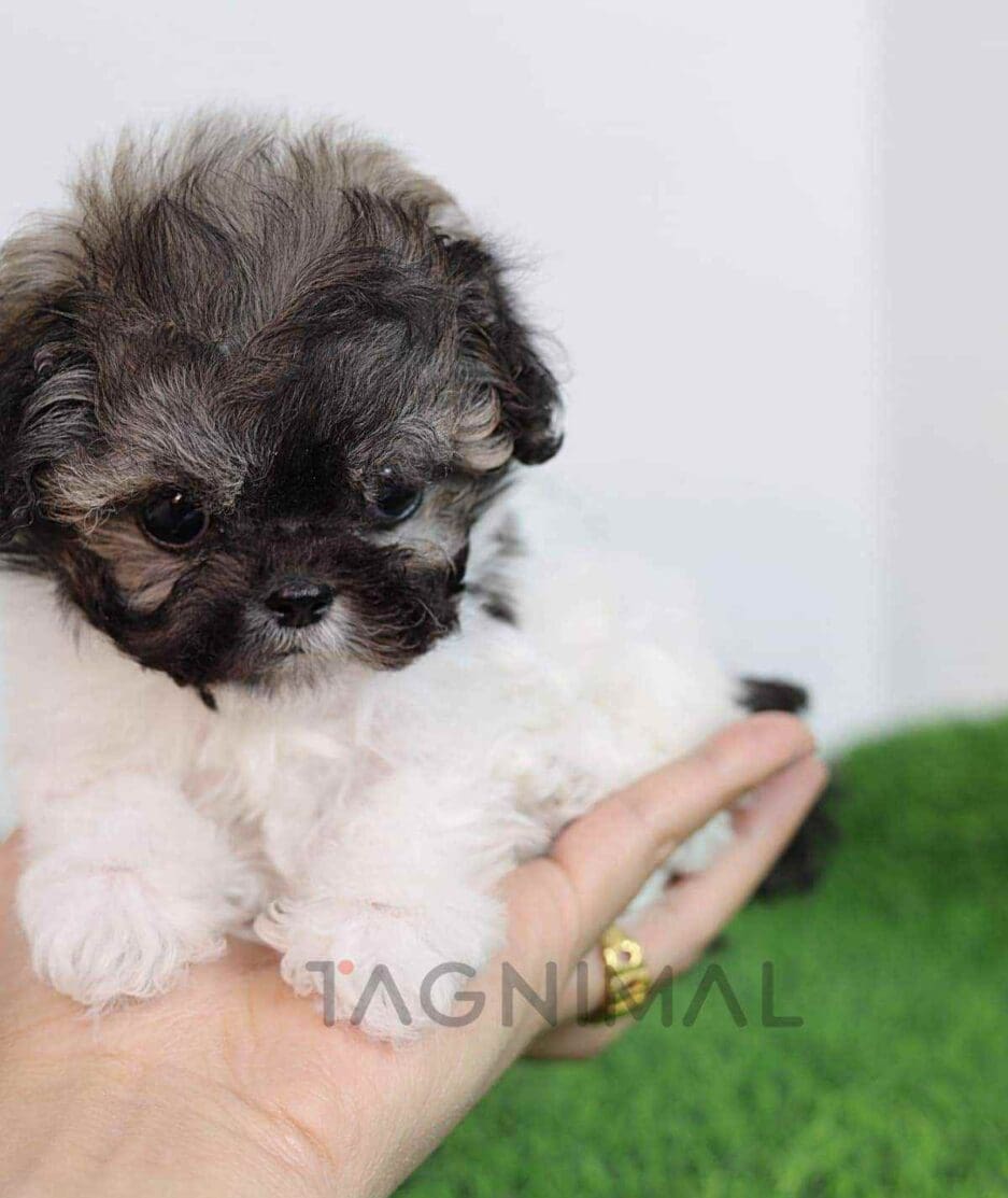 Maltipoo puppy for sale, dog for sale at Tagnimal