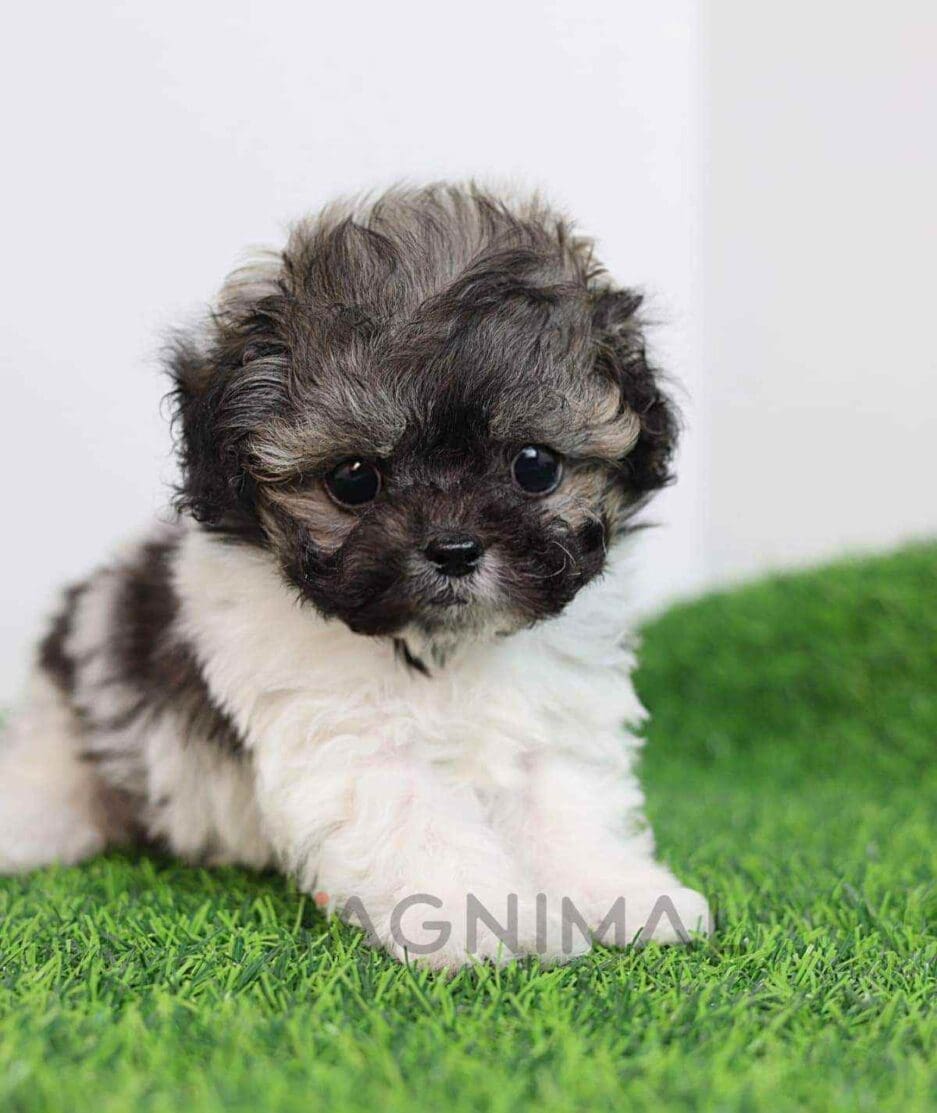 Maltipoo puppy for sale, dog for sale at Tagnimal