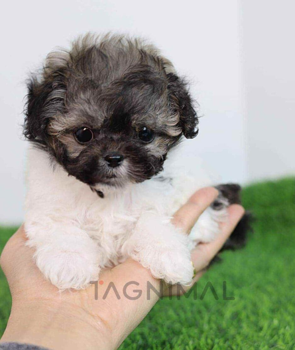 Maltipoo puppy for sale, dog for sale at Tagnimal