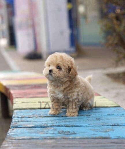 Maltipoo puppy for sale, dog for sale at Tagnimal