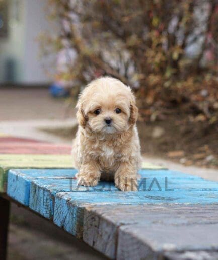 Maltipoo puppy for sale, dog for sale at Tagnimal