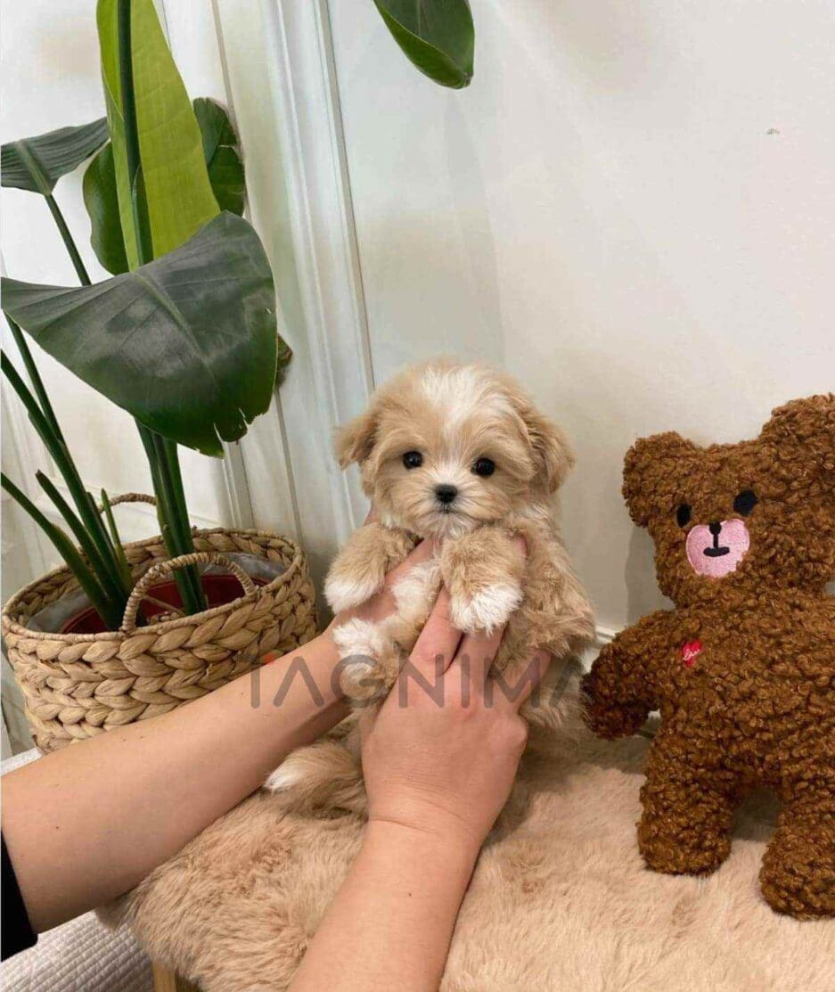 Maltipoo puppy for sale, dog for sale at Tagnimal