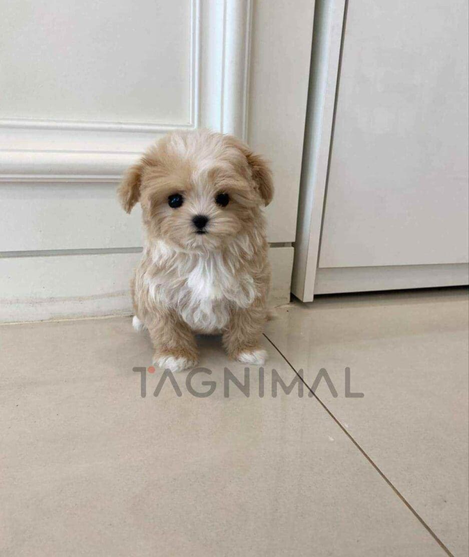 Maltipoo puppy for sale, dog for sale at Tagnimal