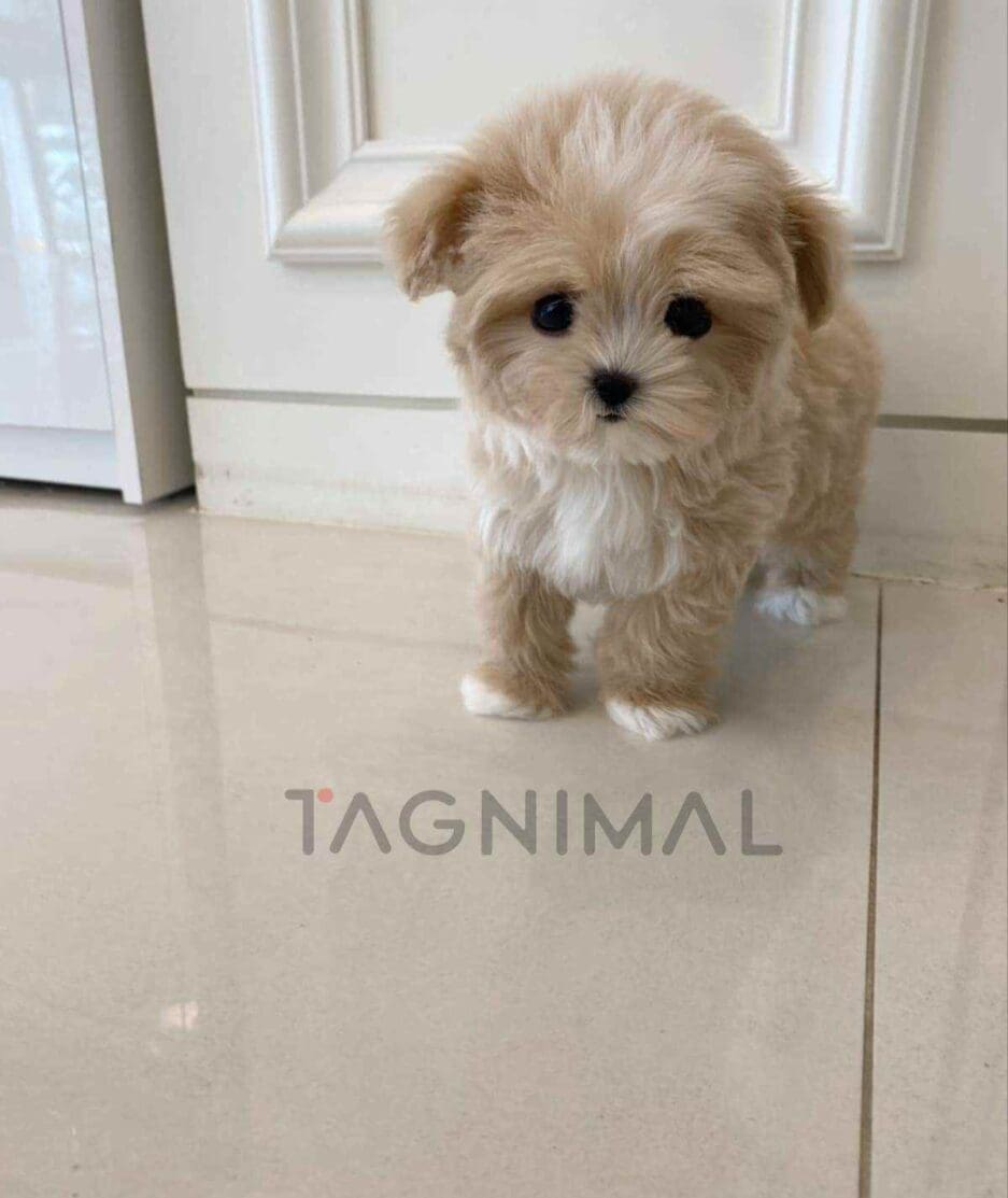 Maltipoo puppy for sale, dog for sale at Tagnimal