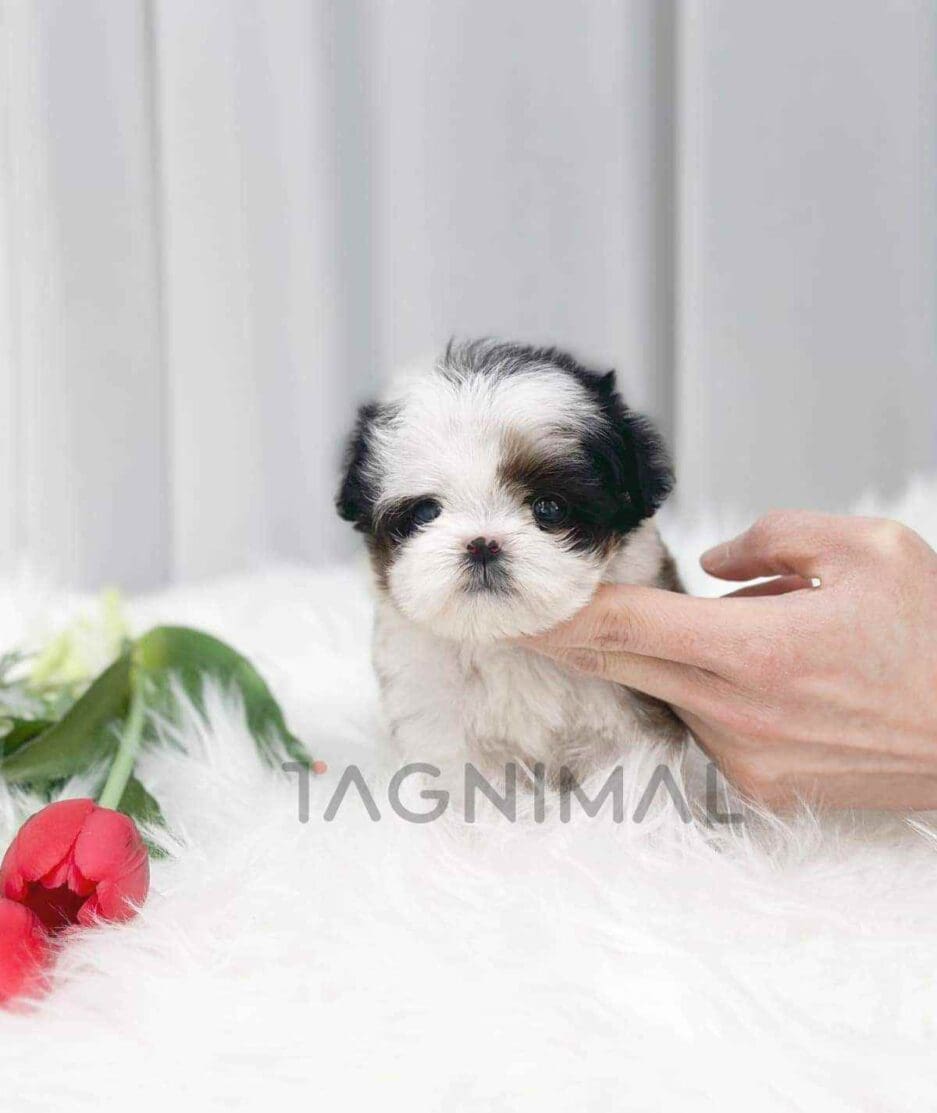 Maltipoo puppy for sale, dog for sale at Tagnimal