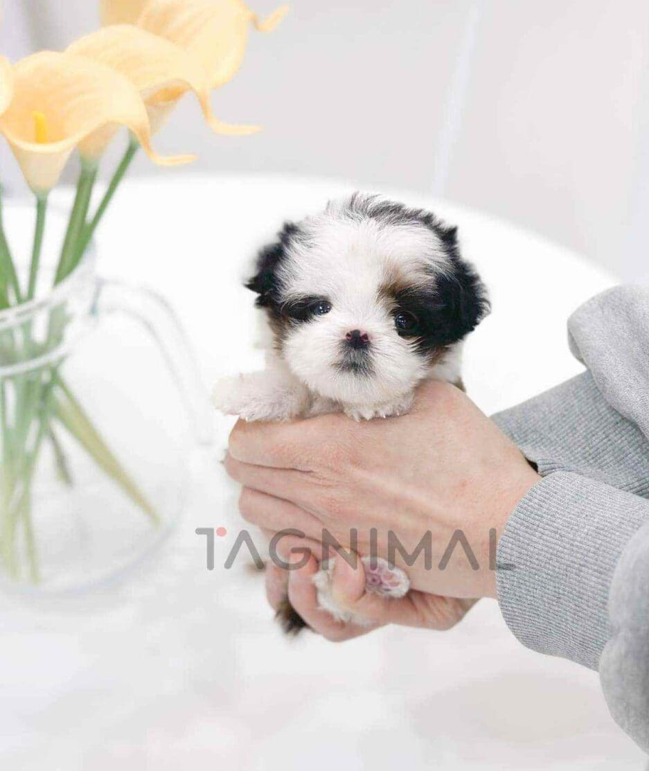 Maltipoo puppy for sale, dog for sale at Tagnimal