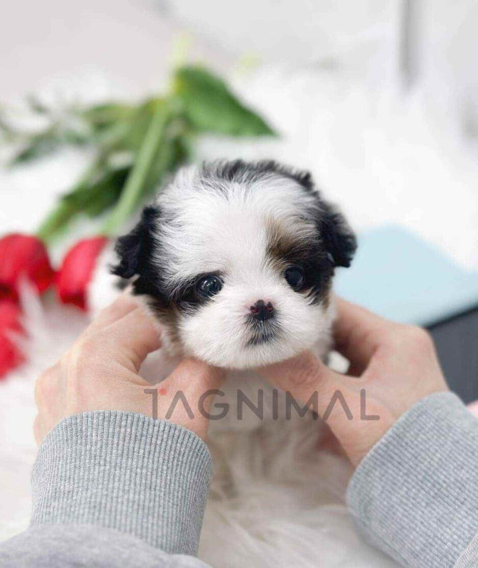 Maltipoo puppy for sale, dog for sale at Tagnimal