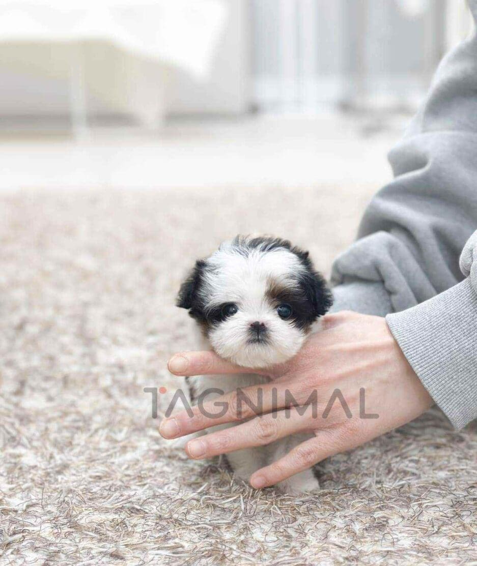 Maltipoo puppy for sale, dog for sale at Tagnimal