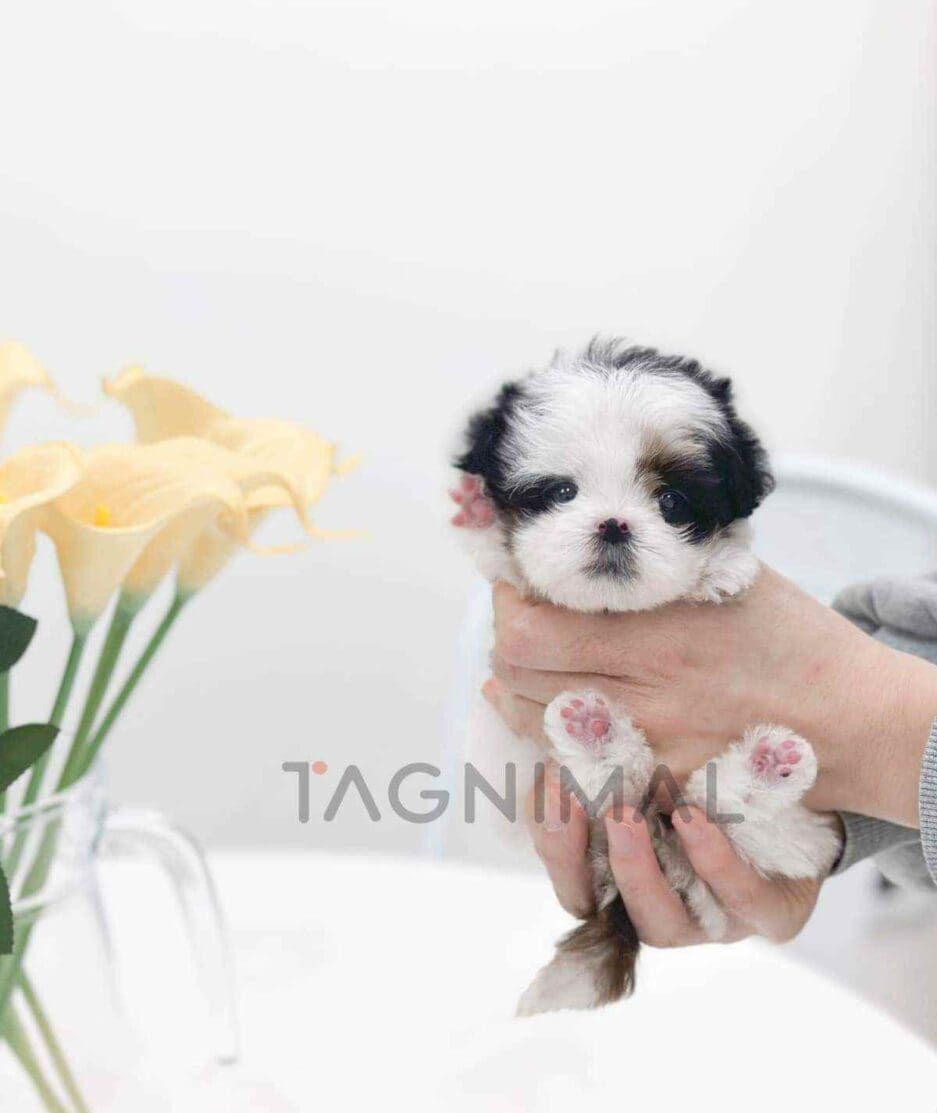 Maltipoo puppy for sale, dog for sale at Tagnimal