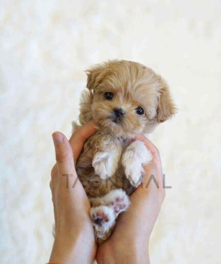 Maltipoo puppy for sale, dog for sale at Tagnimal