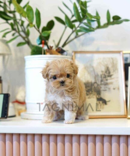 Maltipoo puppy for sale, dog for sale at Tagnimal