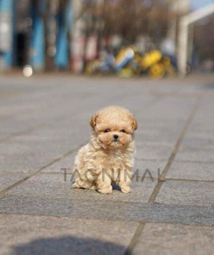 Maltipoo puppy for sale, dog for sale at Tagnimal