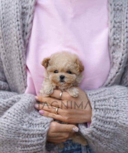 Maltipoo puppy for sale, dog for sale at Tagnimal