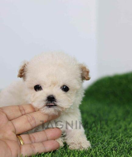 Maltipoo puppy for sale, dog for sale at Tagnimal