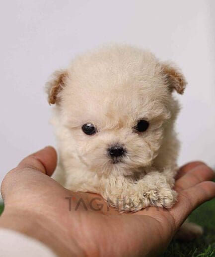 Maltipoo puppy for sale, dog for sale at Tagnimal