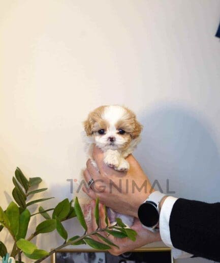 Maltipoo puppy for sale, dog for sale at Tagnimal