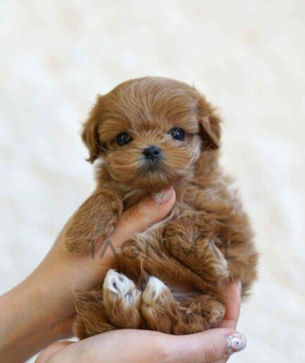 Maltipoo puppy for sale, dog for sale at Tagnimal