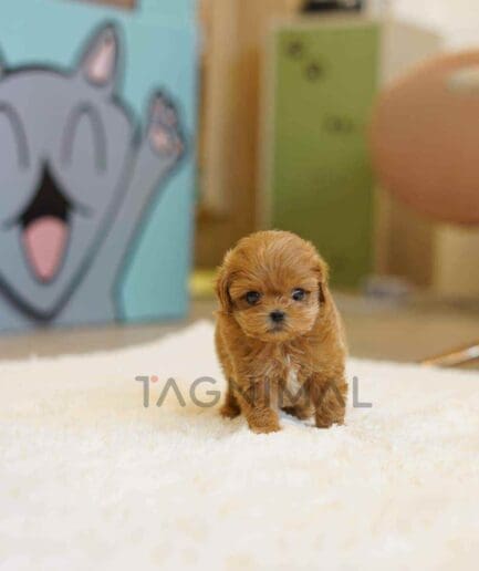 Maltipoo puppy for sale, dog for sale at Tagnimal