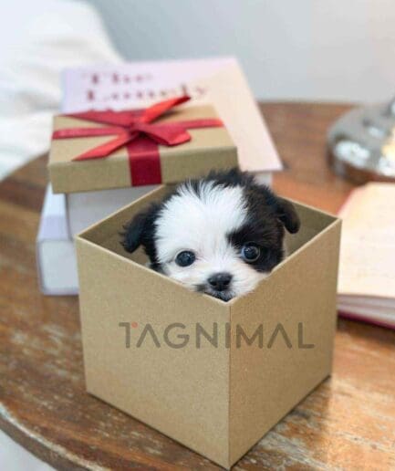 Maltipoo puppy for sale, dog for sale at Tagnimal