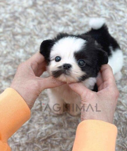 Maltipoo puppy for sale, dog for sale at Tagnimal