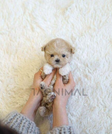 Maltipoo puppy for sale, dog for sale at Tagnimal