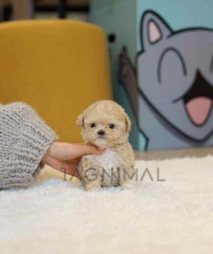 Maltipoo puppy for sale, dog for sale at Tagnimal