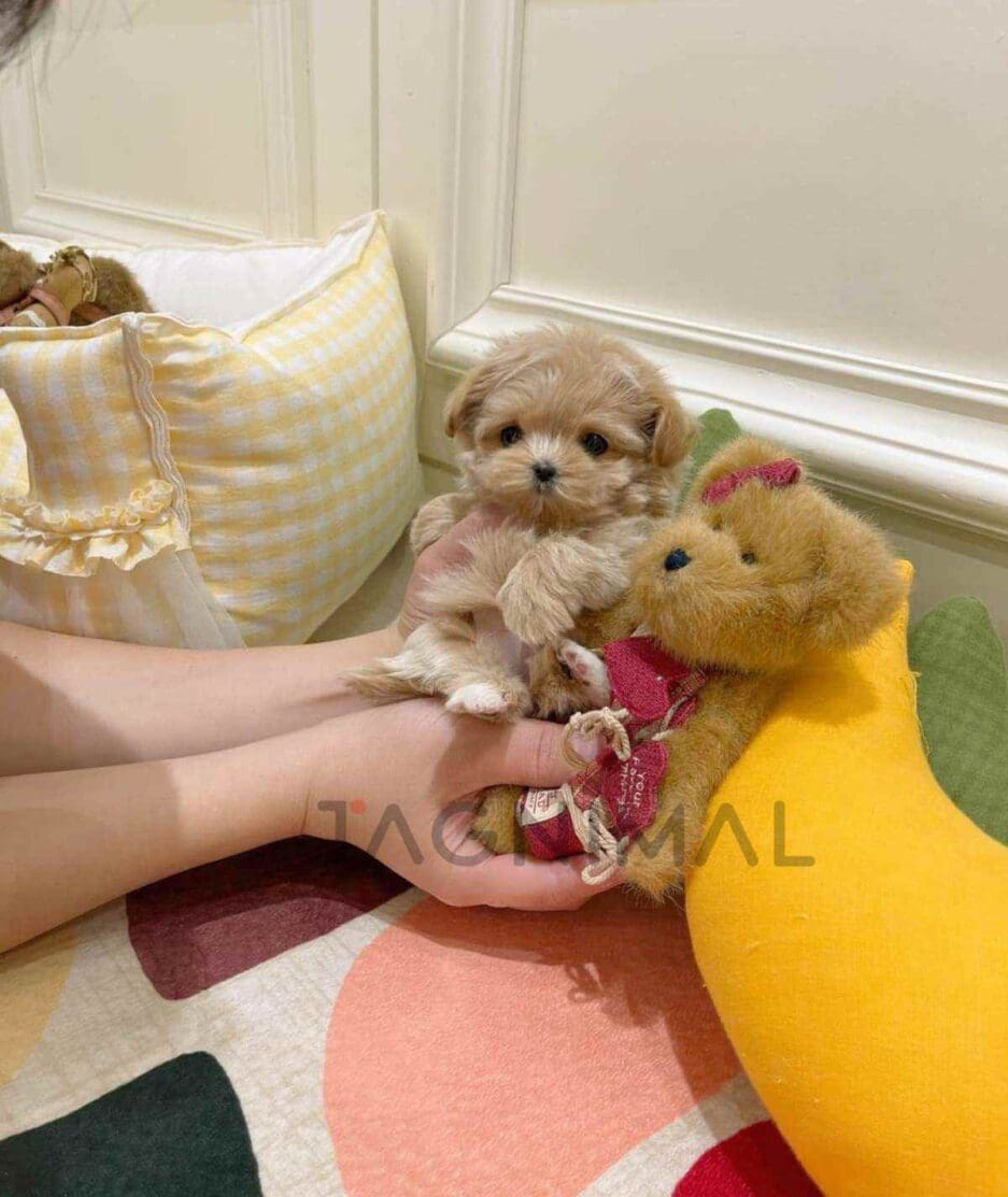 Maltipoo puppy for sale, dog for sale at Tagnimal